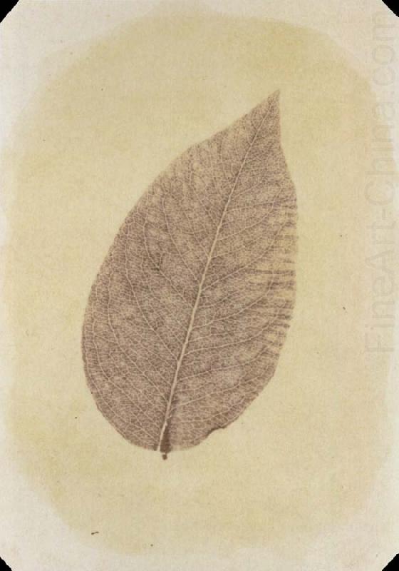 Leaf with Its Stem Removed, Willim Henry Fox Talbot